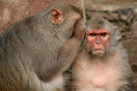 Can you keep a secret? | Two Rhesus Macaques at Blijdorp Zoo… | Flickr