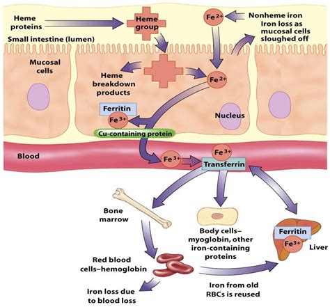 Iron Deficiency Anemia - DSSurgery