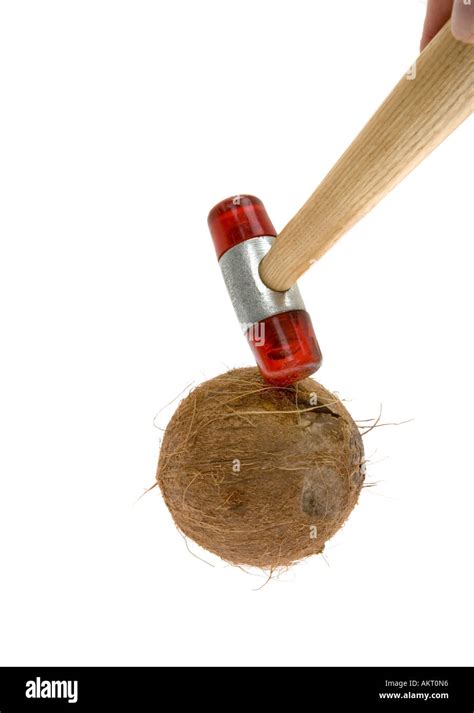 to open a coconut with a hammer hit Stock Photo - Alamy