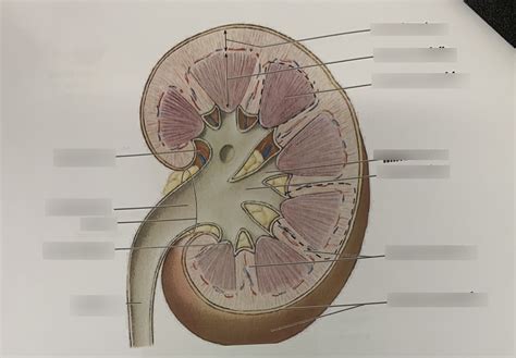 Kidney Labeled Diagram | Quizlet