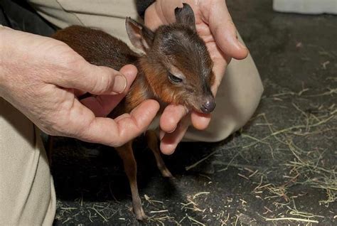 Baby Royal Antelope ♥ The royal antelope (Neotragus pygmaeus) is a West African antelope, onl ...