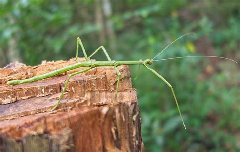 Six surprising facts about walkingstick insects | Texas Standard