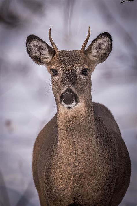 Spike Buck Photograph by Paul Freidlund - Pixels