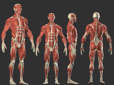 Male Anatomy, Kevin Cayuela (KevinHeiwart) | Man anatomy, Human anatomy drawing, Human figure