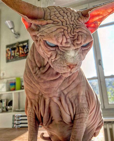 Extra-Wrinkly Sphynx Kitty Called 'the World's Scariest Cat' Is Actually Very Sweet | Scary cat ...