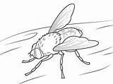 Fly Coloring Pages To Download And Print For Free sketch template