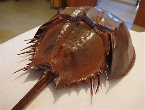 Limulus polyphemus