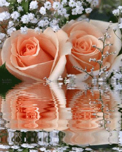 Peach Rose Water GIF - Beautiful Rose Flowers