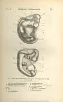 Overview of illustrations in The Descent of Man