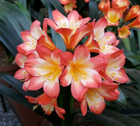 Clivia | Beautiful flowers, Lily flower, Plants