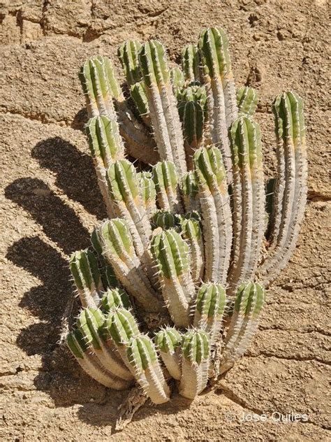 Euphorbia officinarum subsp. officinarum L. | Suculentas, Cactus y suculentas, Cactus planta