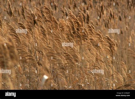 Field of reed plume grass Stock Photo - Alamy