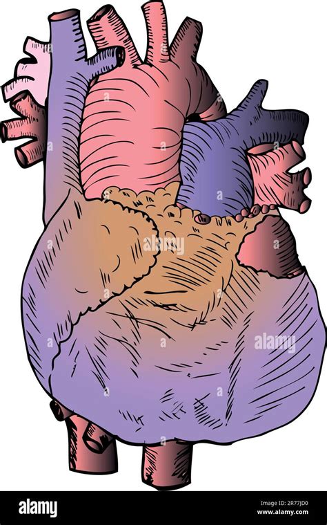 Heart Medical Illustration Stock Vector Image & Art - Alamy