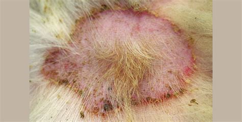 Are Dog Bacterial Skin Infections Contagious