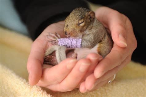 Cute baby squirrel wears tiny purple cast