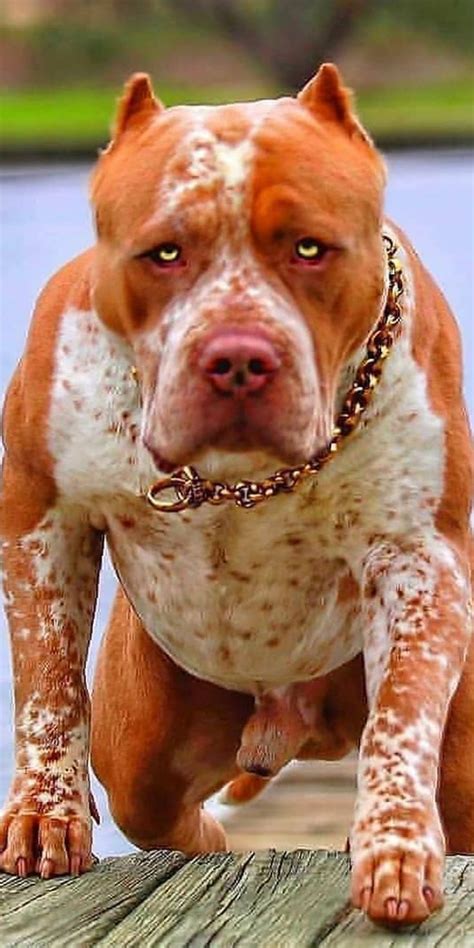 Pitbull Breeds and Their Differences in Behavior | Bully breeds dogs ...