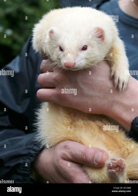 An albino ferret being held Stock Photo - Alamy