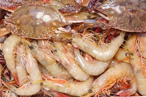 Shrimps and crabs stock photo. Image of fresh, seafood - 6618082