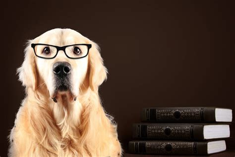 Know about the three most intelligent dog breeds! - Ganador