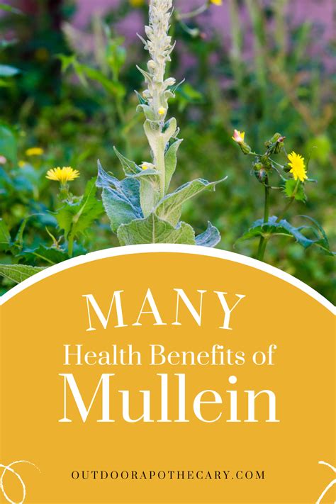 The Many Health Benefits of Mullein | Herbs for health, Health benefits, Mullein tea