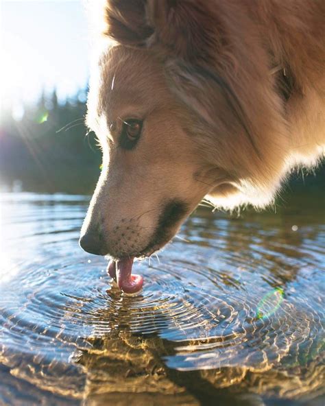 PsBattle: This dog drinking water : r/photoshopbattles