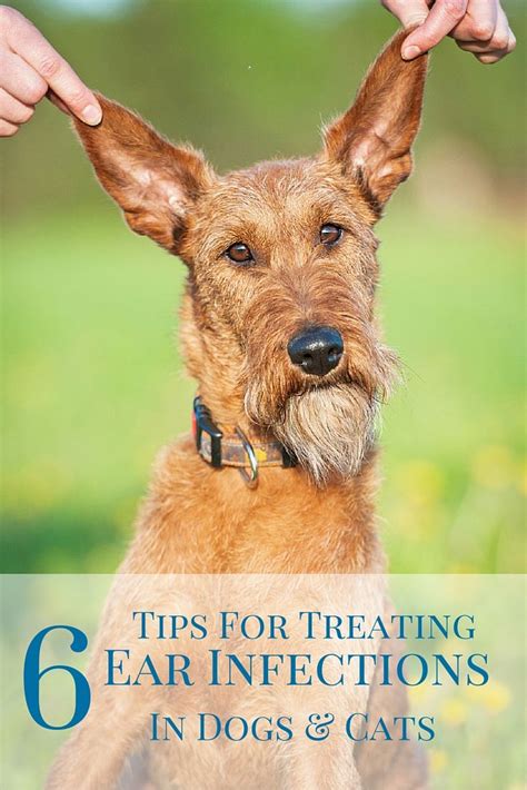 Ear Infections are one of the most common canine and feline health ...