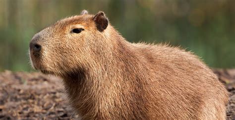 Capybara High Definition Wallpapers