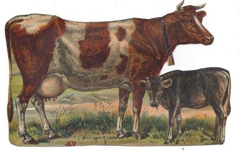 two cows standing next to each other on a field