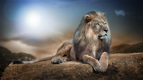 Wild Animal Wallpapers - Top Free Wild Animal Backgrounds - WallpaperAccess