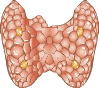 Underactive Thyroid Gland