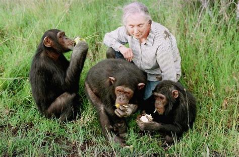 jane goodall - Google-Suche | Jane goodall, Primates, Monkey pictures