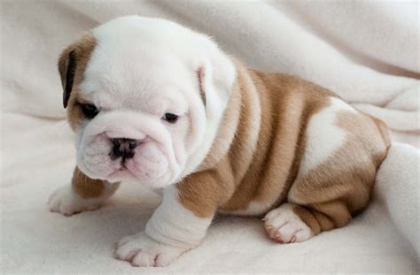 Baby American Bulldog Wallpaper