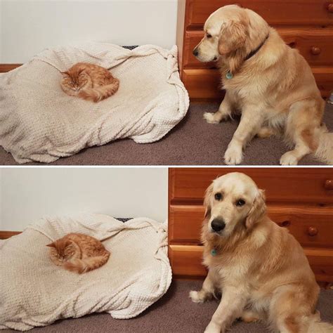 What happens when a cat discovers the dog's bed - aww post | Funny animal pictures, Funny ...