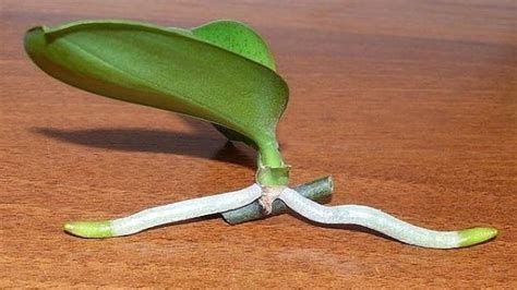 Basics of How To Propagate Orchids of All Time For Beginners - Plant ...