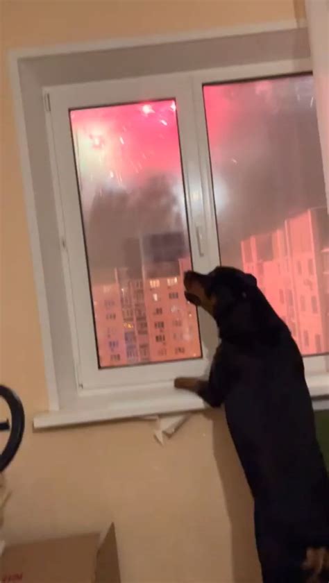 Dog that likes fireworks : r/WhatsWrongWithYourDog