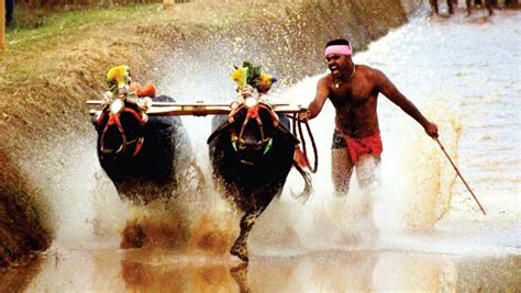 SC refuses to stay PETA plea to ban Kambala - Star of Mysore