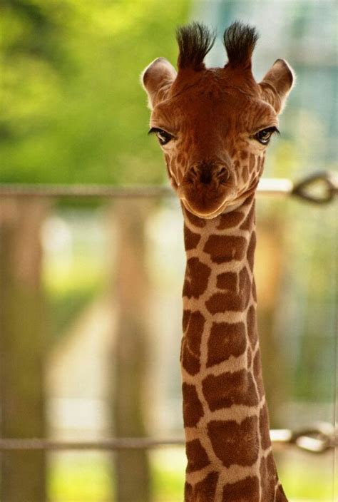 Baby giraffe is not amused : r/pics