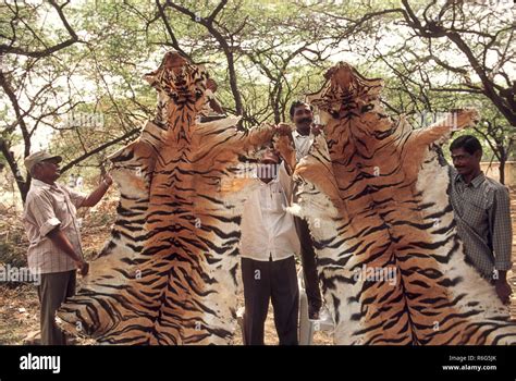 Tiger skin poaching, India, Asia, Indian, Asian Stock Photo - Alamy