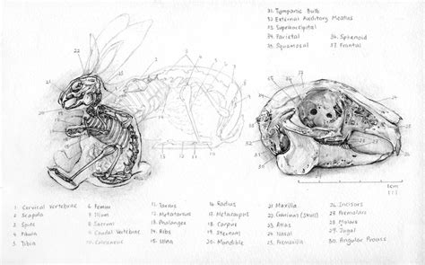 Rabbit Skeleton Drawing at PaintingValley.com | Explore collection of Rabbit Skeleton Drawing