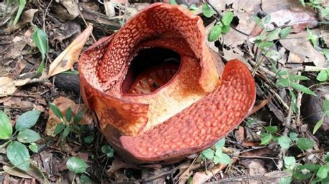 Rafflesia Arnoldi Blooms Outside Its Habitat for the First Time - TheIndonesia.id