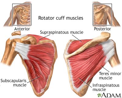 Rotator Cuff