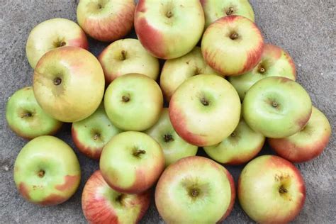 Indian Apple Varieties To Savour The Fruit