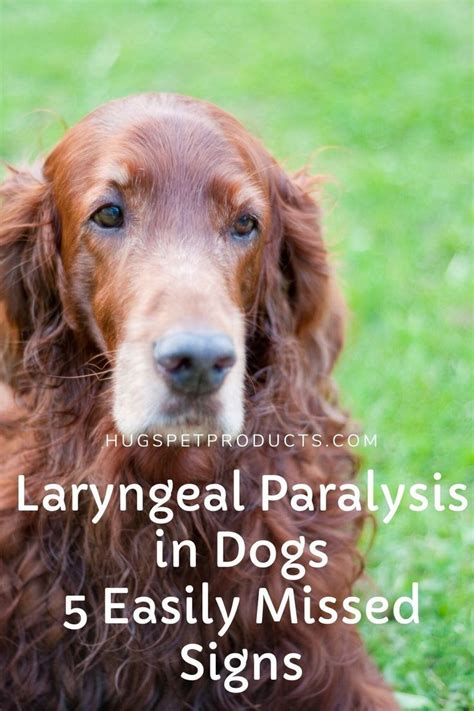 Laryngeal Paralysis in Dogs - 5 Easily Missed Signs | Dogs, Dog coughing, Dog health tips