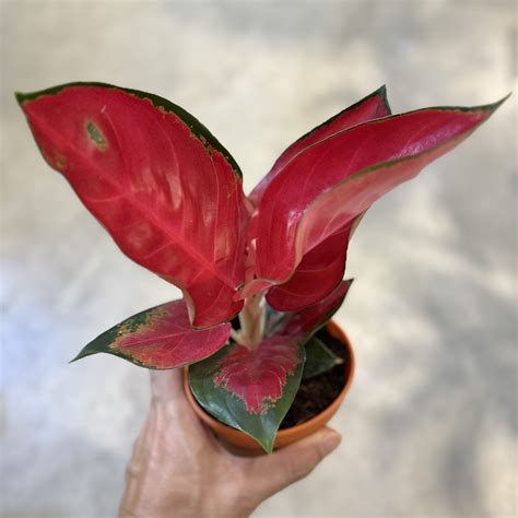 Aglaonema Super Red – PLANT & POT STUDIO