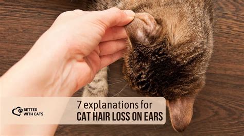 7 Explanations For Cat Hair Loss On Ears