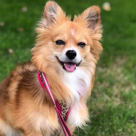 Here’s a corgi Pomeranian mix, now i know what is cute : r/aww