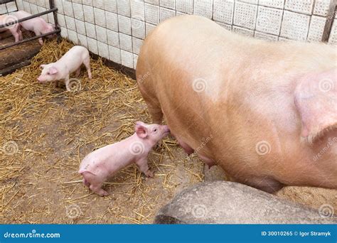 Sow pig with piglets stock image. Image of farm, mammal - 30010265