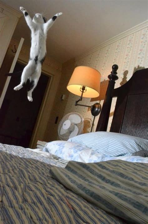 Facebook. (KO) Acrocat! Doing it with style and grace. Happy landings ...