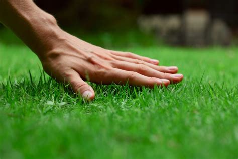 How to lay turf - Greenfields Turf Farm and Bullsbrook Turf Supplies