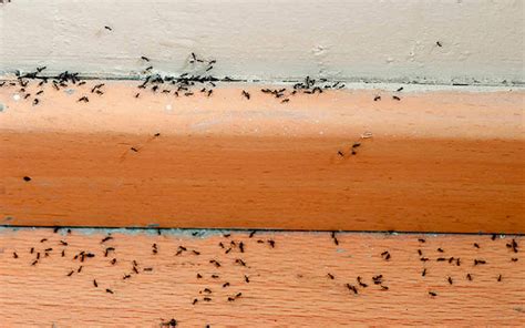 How to Get Rid of Sugar Ants | John Moore Services